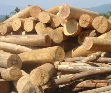 Cung cấp các loại gỗ