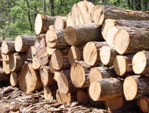 Cung cấp các loại gỗ